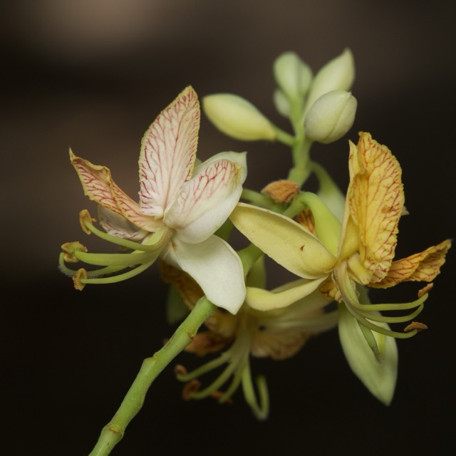 Ejemplo de fotografía de flor