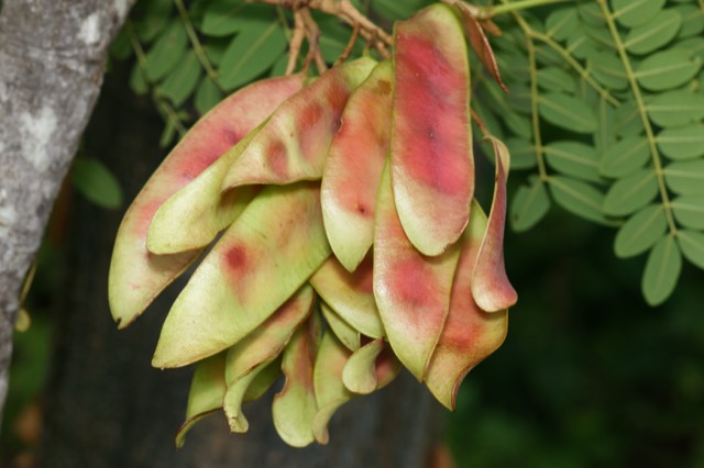 Ejemplo de fotografía de fruto
