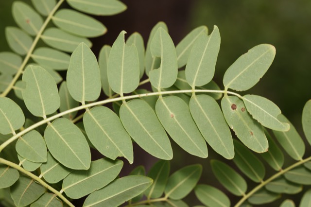 Ejemplo de fotografía de hoja